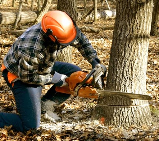 Tree Removal in Michigan Center, MI